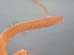 Cossura pygodactylata